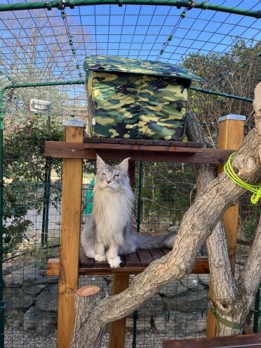 We love that our cat can enjoy the outdoors whilst also remaining safe inside the Catio enclosure