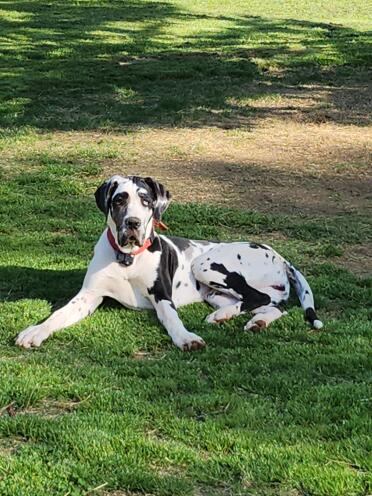 River, our 9 month old harlequin Great Dane puppy