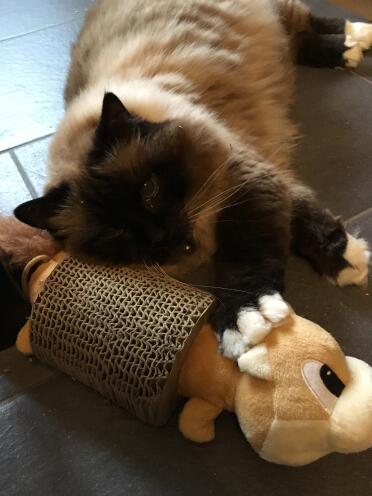 He loves his new scratching post!