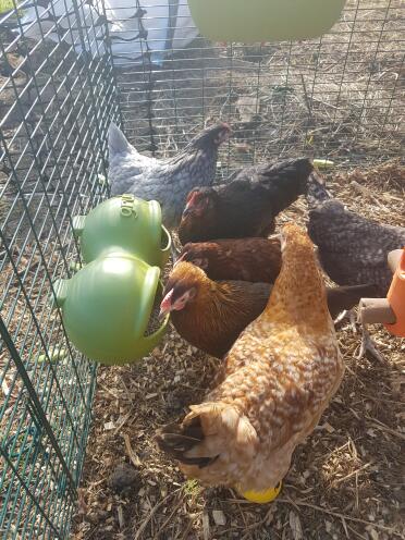 Girls loving their Grub