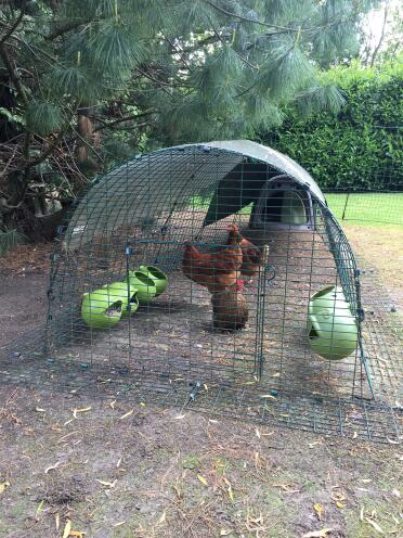 My girls with their New grub