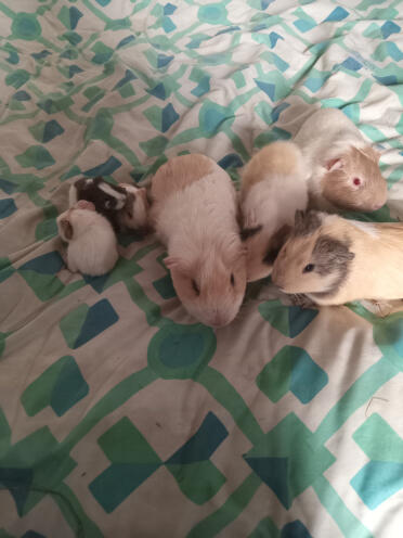 7 guinea pigs