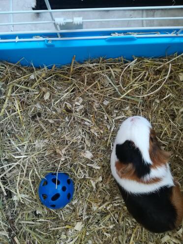 Patch is such a pretty guinea pig!