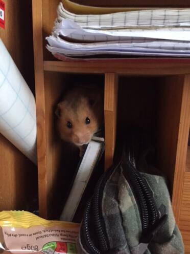 Hamsters are so sneaky