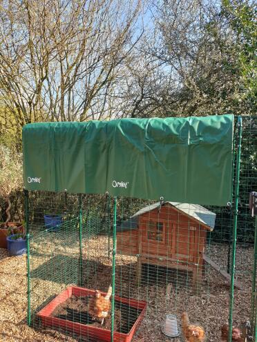 Ex battery chickens protected from the elements