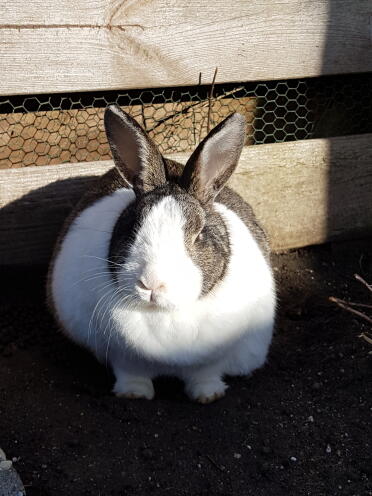 Bunnies love to sunbathe!