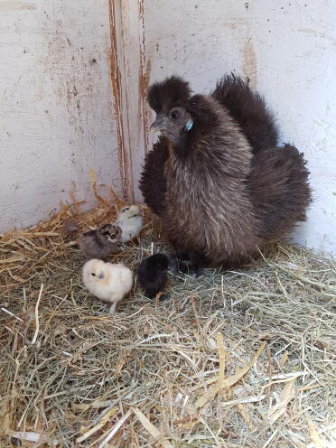 Raising chicks is so exciting!