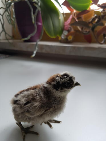 What a sweet little chick!