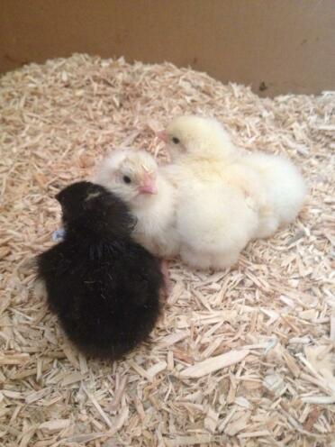 Hybrid chicks