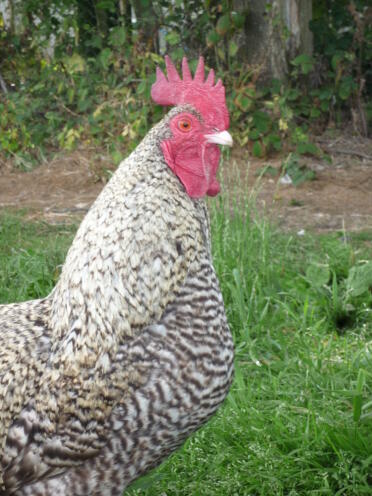 Hybrid cockerel