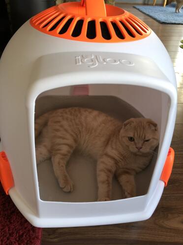 Marcus loving his new igloo!