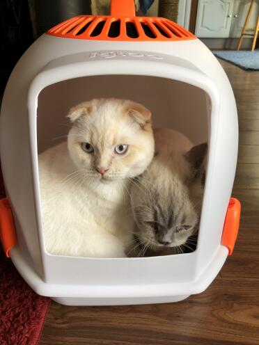 Marcus loving his new igloo!