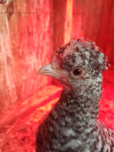 Rearing chicks is so exciting!