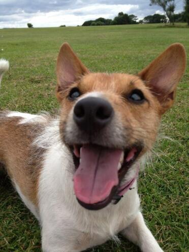 Charlie loves his walks!