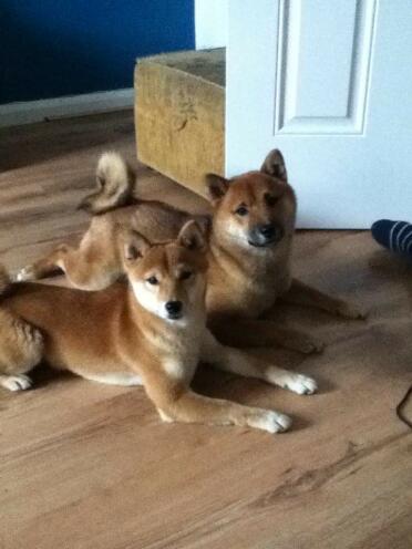 Male and female shiba inu