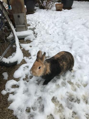 Bunnies love playing in the snow!