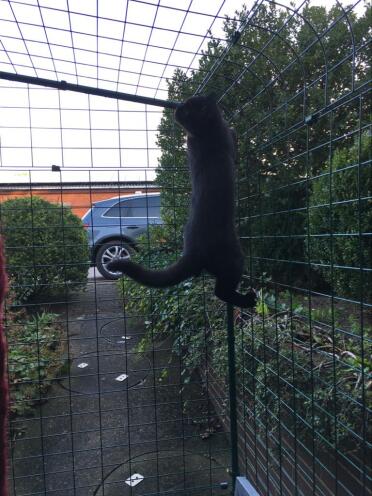 Cat Climbing Omlet Catio