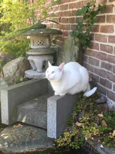 what a beautiful white cat!