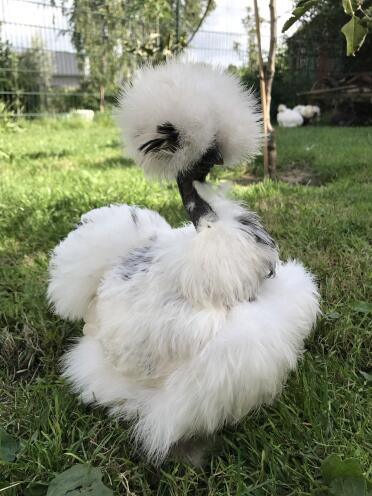 Record fur showgirl 