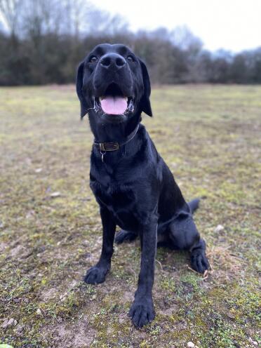 Labrador Looking Happy in Field