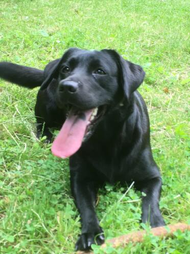 Ruby is such a happy dog!