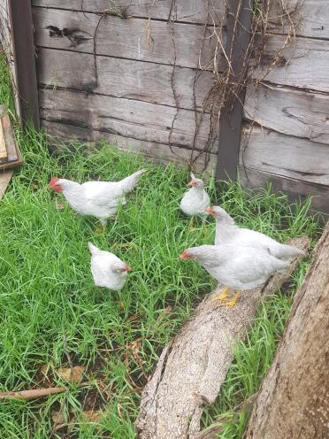 Lavender leghorns at 12 weeks old in melbourne