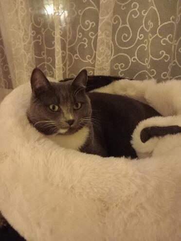Lulu loves her sheepskin blanket
