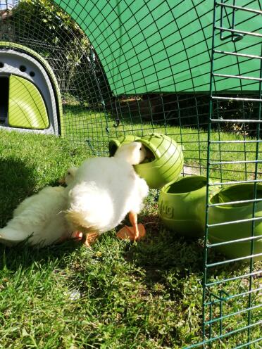 Ducks eating out of feeder in Omlet Green Eglu Duck House and Run