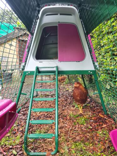 Fantastic hen house for my chickens!