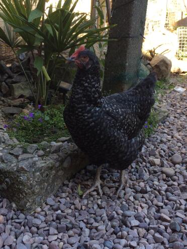 Marans chickens are a beautiful breed!