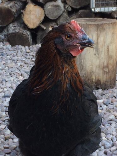 Marans chickens are a beautiful breed!