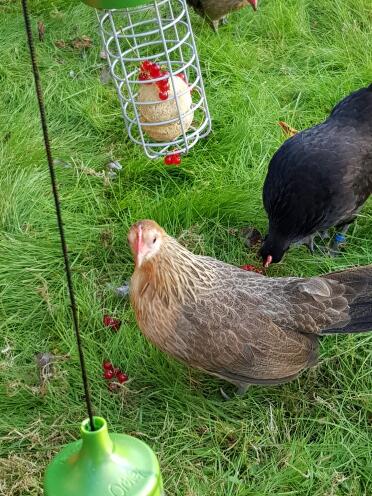 Chickens with Omlet Chicken Caddi Treat Holders