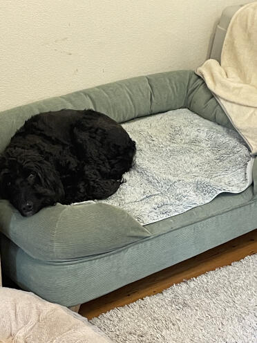 Our 15kg cockapoo on large Bolster bed