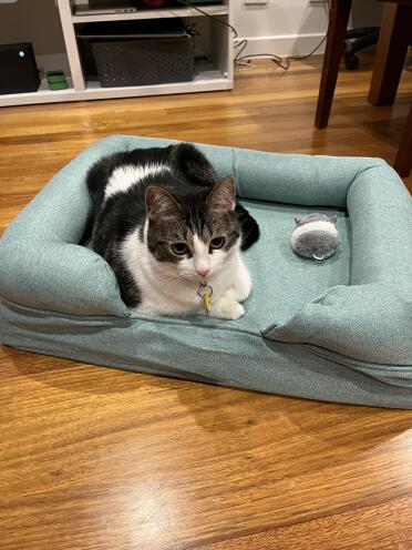 Luna loves her new bed!