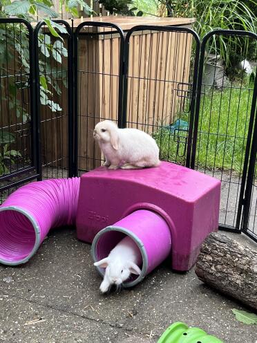 Our Mini Lop white and brown Siam using the play tunnels