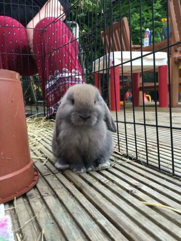 Beige mini lop buddleia bunnies 