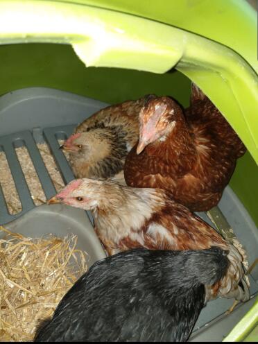 Mum & babies in the maternity unit