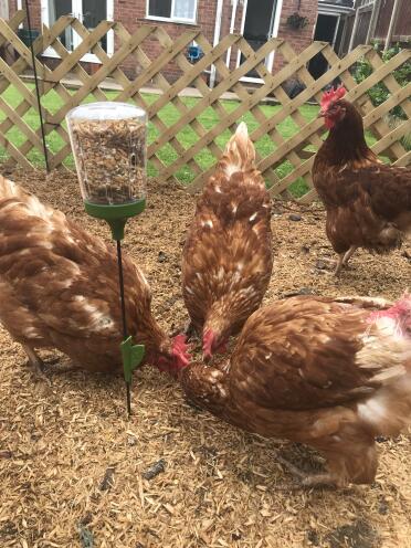 My ex-battery hens enjoying their omelet treat toy!