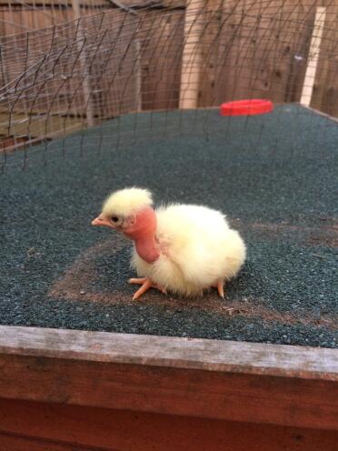 This chick is only a day old!