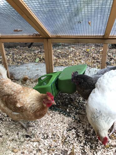 The girls enjoying their new feeder!