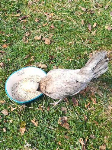 Chicken eating food