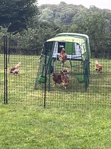 Our coop with an extended run and fencing
