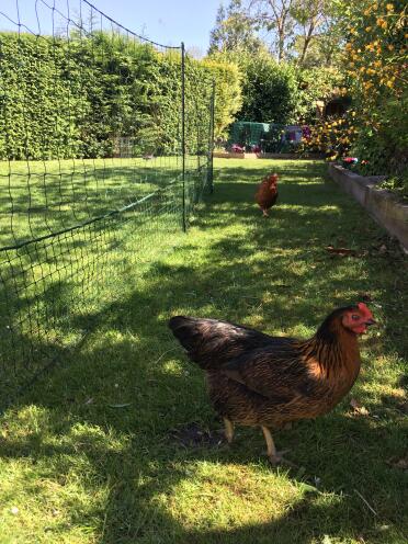 Exploring the garden