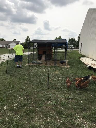 Chickens love to explore!