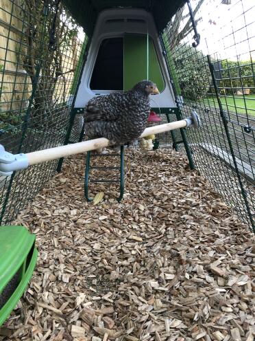 Peggy delighted with her new perch! 