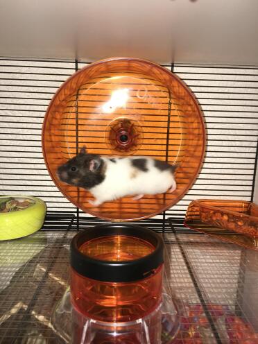 Our hamster zinzi, very happy with her new super de Luxcage.