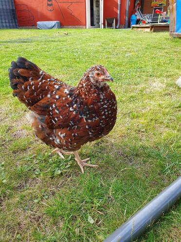 Hasn't this chicken got gorgeous feathers!