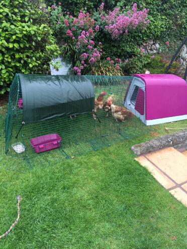 Our new battery hens looking right at home