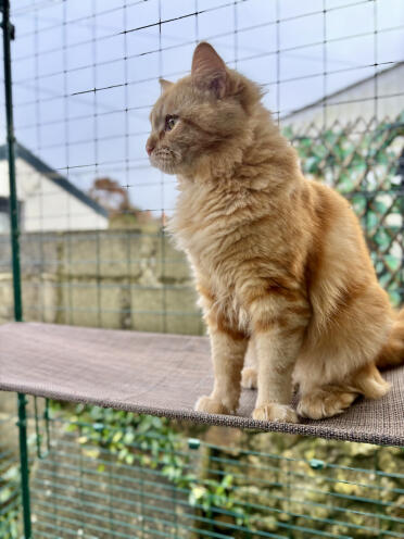 Reggie enjoying his outdoor 