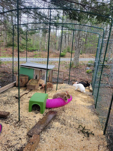 Our Rabbit Run when it was first set up.